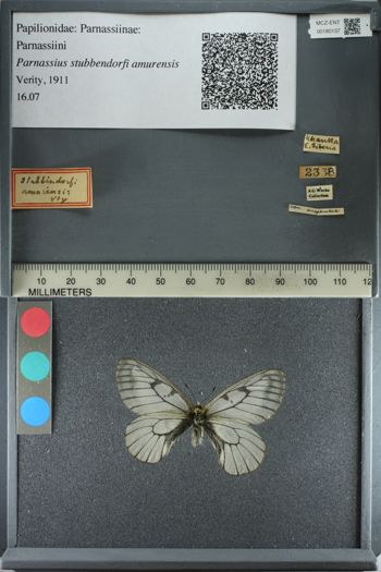 Media type: image;   Entomology 180137